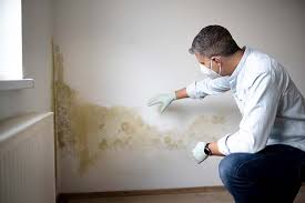 Best Attic Mold Removal  in Red Oak, NC